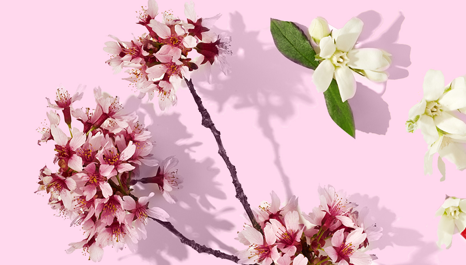 cherryblossom_functionoffragrances F.Y.I.