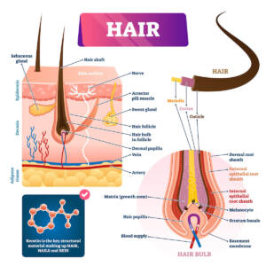 Damaged hair follicle: hair anatomy diagram