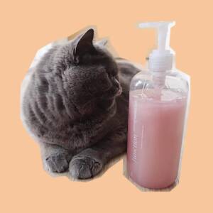 Gray cat beside a bottle of shampoo